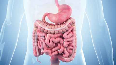 Generated image of intestines and stomach