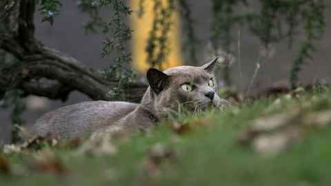 Governor Grey (cat)