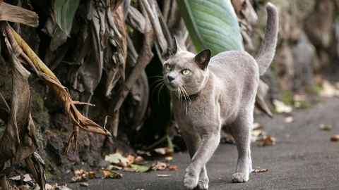 Governor Grey (cat)