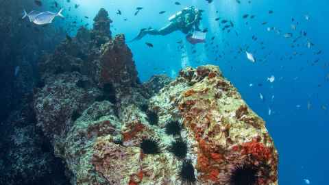 Scuba diver under the ocean, surrounded by fish, with kina on rocky reefs