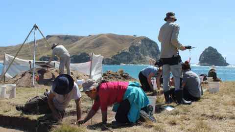 Archaeology students doing fieldwork on Ahuahu Great Mercury Island
