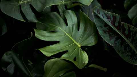 Monstera leaves