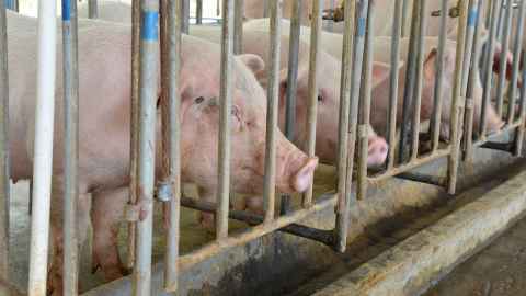 Pigs in crates