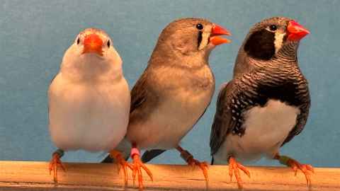 Three Zebra finches