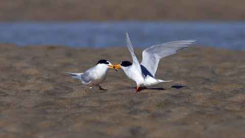 Two fairy tern eating on a sandy foreshore