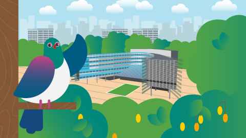 Drawing of Lou the Kereru superimposed over a sketch of the City Campus.