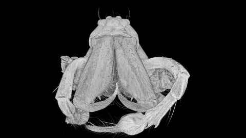 Spider by Lellini Walker, SBS - MicroCT enables structural information of appendages for research into how they operate.