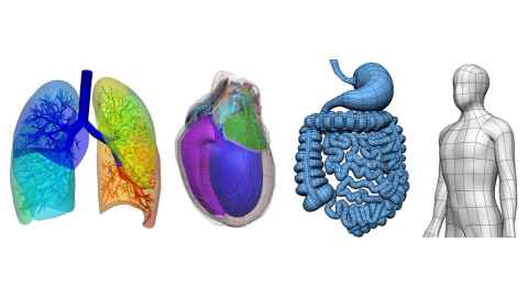 Side-by-side images displaying 3D models of lungs, a heart, digestive tracts and the upper body of human body.