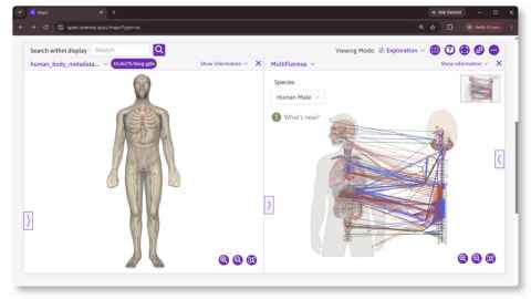 Showing Map Viewer running in SPARC Portal on browser. In the map-viewer, two separate panels are showing a 3D humanbody scaffold and a 2D human flatmap side by side. They are both generated using in-house software developed here in the ABI.