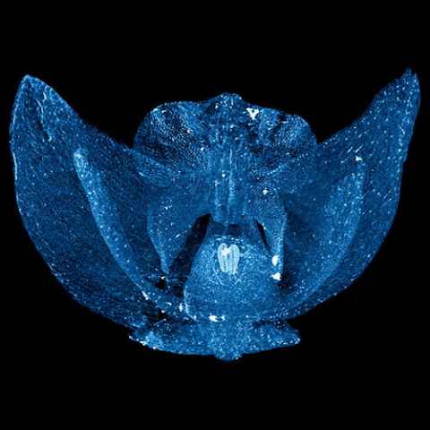 A miniature orchid by Dane Gerneke