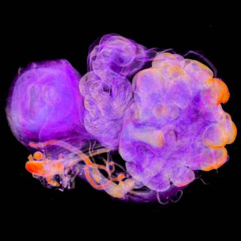 Ovarian genie by Mathias Roesler, Dane Gerneke, Amy Garrett, Shawn Means, Leo Cheng & Alys Clark