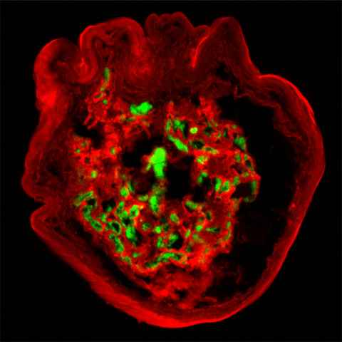 The heart within the heart by Julia Musgrave, Greg Sands, Marie-Louise Ward, June-Chiew Han, Andrew Taberner & Kenneth Tran