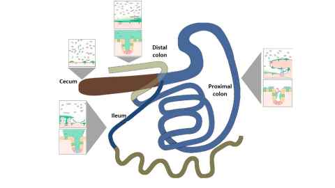 Figure shows a schematic of microbial biogeography of a cow hindgut.