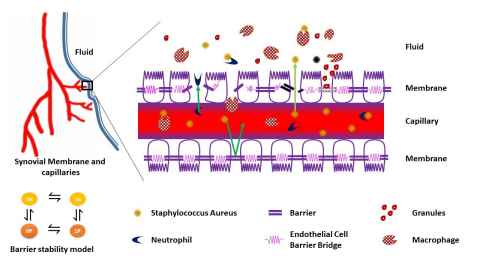 Schematic of a vascular endothelial barrier integrity model to model the transmigration of Staphylococcus Aureus into the periprostetic joint implant space.