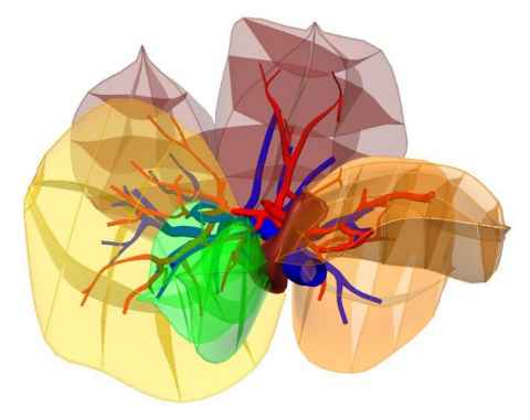 Fig. 4: The rat liver atlas.
