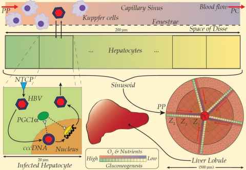 Fig. 3: A multiscale model scheme for HBV incorporating the spatial gradient of NTCP and gluconeogenesis. PP: Peri-portal; PC: Peri-central.