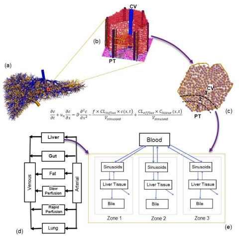 Fig. 2: A numerical scheme for multiscale biomechanical and pharmacological modelling for the liver: (a) Vasculatures generated from the CCO algorithm range from root vessels to portal triads at the peripherals of liver lobules; (b) a 3D representation of the liver lobule; (c) a 2D cross-section of the liver lobule, highlighting the three metabolic zones; (d) a PBPK model where the liver is modelled as a “well-stirred” organ; (e) a compartmental model for drug clearance in the liver organ incorporating metabolic zonation. In the listed equation, sinusoid-tissue influx/efflux terms are added to the transport equation of drugs for ODE-PDE coupling.