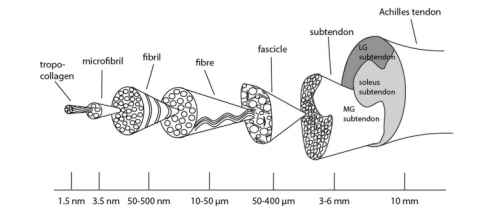 Figure 1: The hierarchical arrangement of the human Achilles tendon. From Handsfield et al. Journal of biomechanics, 49(13), 3112-3124