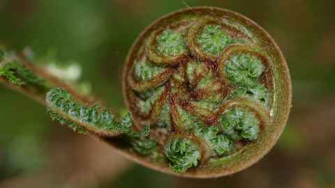 Koru fern