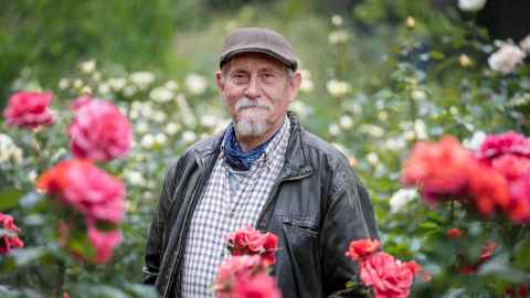Stanley is an older man with a whitening moustache and goatee beard and smiling eyes. He wears a cap, plaid shirt and leather jacket, standing in our rose gardens, surrounded by roses – red/pink in front, white behind. His body emerges from the roses from just above his waist.