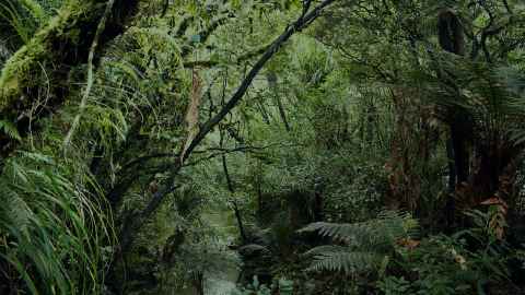 Nzbush