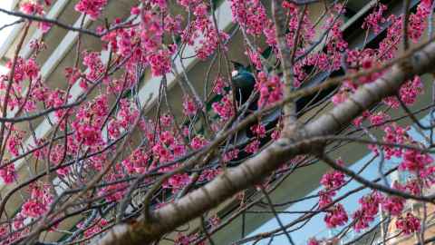 Photo of a Tui taken by University of Auckland Sustainability Engagement Adviser, Ayden Fuller.