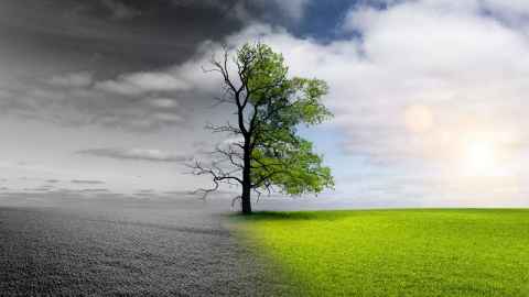 A tree in the centre. The right half of the tree is alive and on green grass against a blue sky. The left half of the tree is dead and the picture is  greyscale.