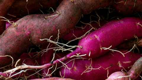 One large and two small purple kumara