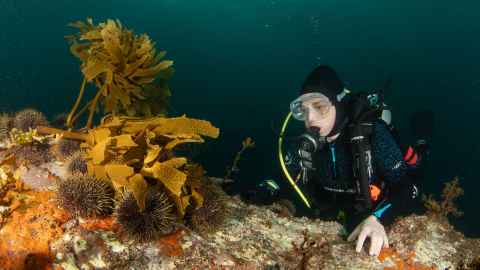 Diver...more to come