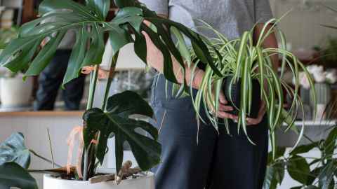 Person in interior room with potted house plants, monstera in the foreground, holding small pot plant
