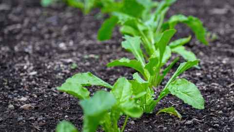 Baby lettuces planted in a vertical row in dark soil