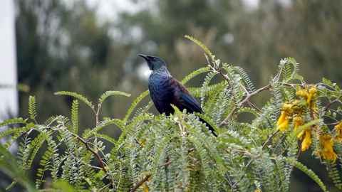 Photo of a Tui taken by University of Auckland Horticulturalist Team Leader, Jason Fell.