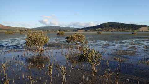  Wetlands in Northland