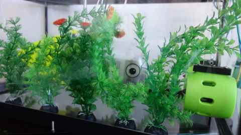 A robot fish in a space made to resemble a fish tank