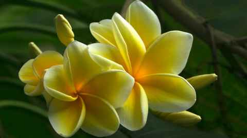 Pacific Floral Necklace