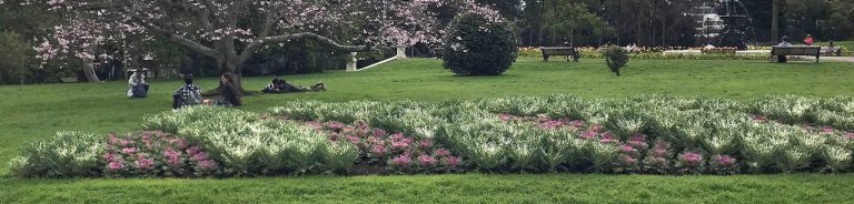 Spring in Albert Park with flowering cherry trees and people sitting on the grass