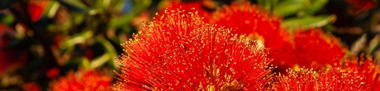 Pohutukawa flowers