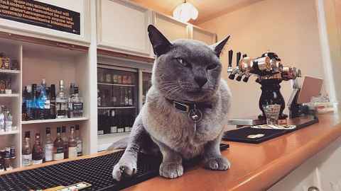 Governor Grey, the University's cat