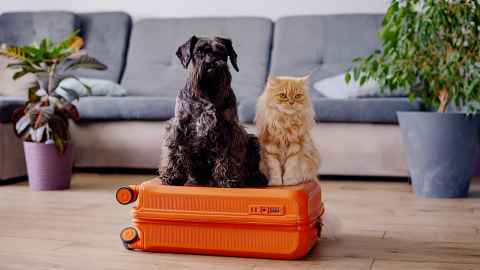 A black dog and ginger cat sitting on an orange suitcase