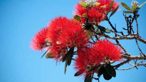 Pohutukawa against a blue sky