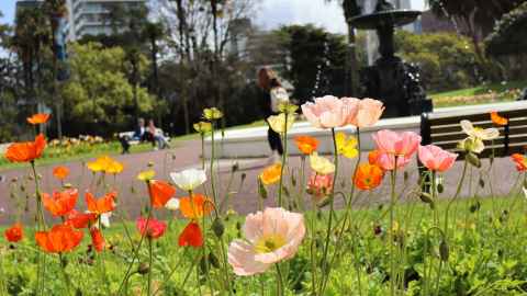 Photo of poppies in Albert Park, Auckland. 