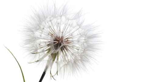 Image of dandelion on white background