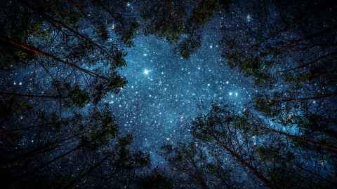 Image of trees in front of a dark sky with many stars