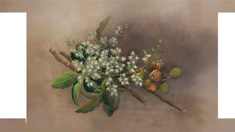 Painting of flowering branch of Kohekohe tree