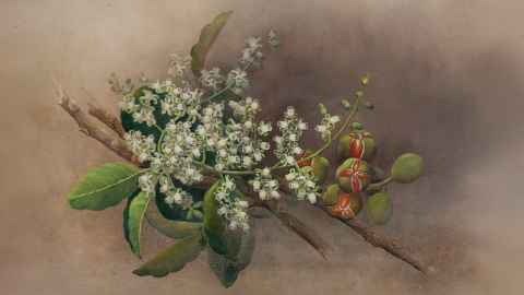 Painting of flowering branch of Kohekohe tree