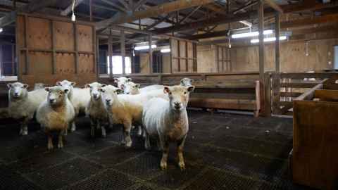 Ngapouri sheep in pen inside