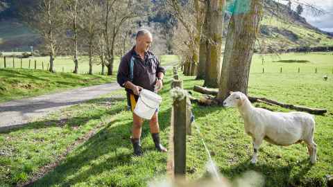 Gregg hand-feeding Ngapouri Research Farm ewes