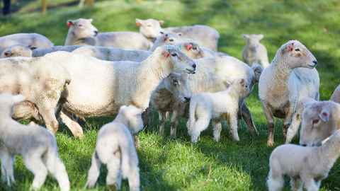 Ngapouri Research Farm ewes and lambs