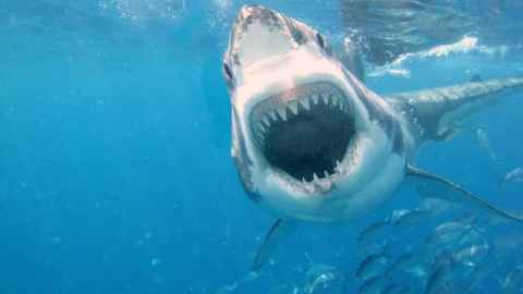 A shark with an open mouth
