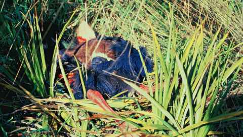 A stoat kills a takahē, a native bird that came back from near extinction but still at risk from predator attack. (Photo ©Department of Conservation, New Zealand)